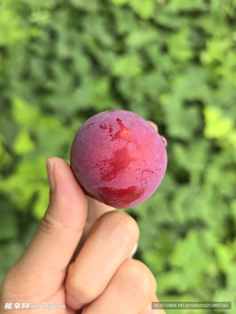 手捧新鲜紫李子