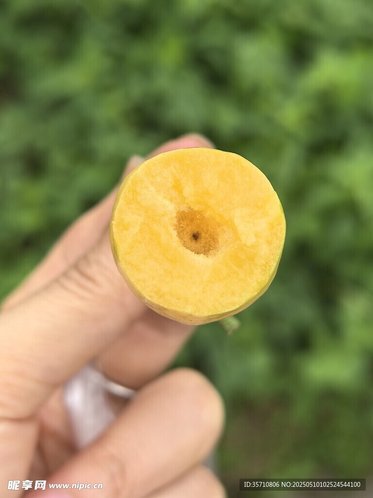 手持切开的黄色果实