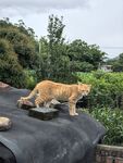 屋顶上的橘猫