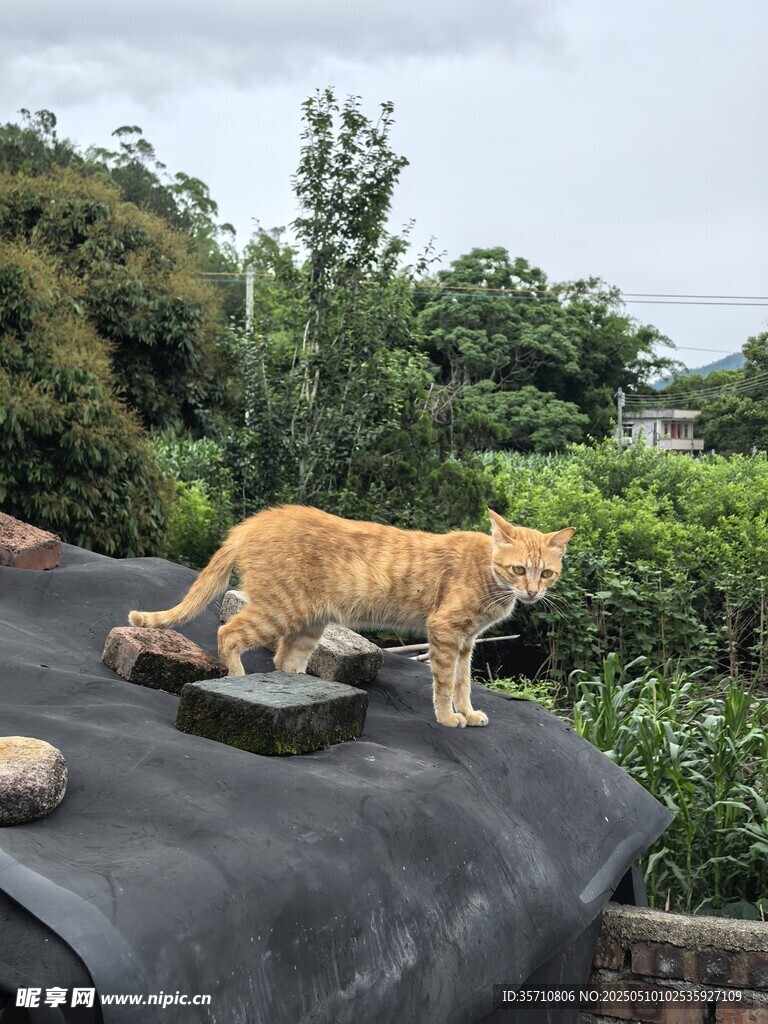 屋顶上的橘猫