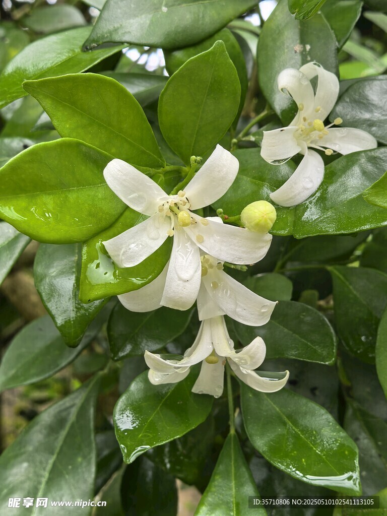 洁白清新的九里香花朵