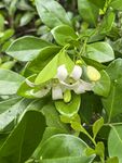 夜来香花朵绽放绿叶间