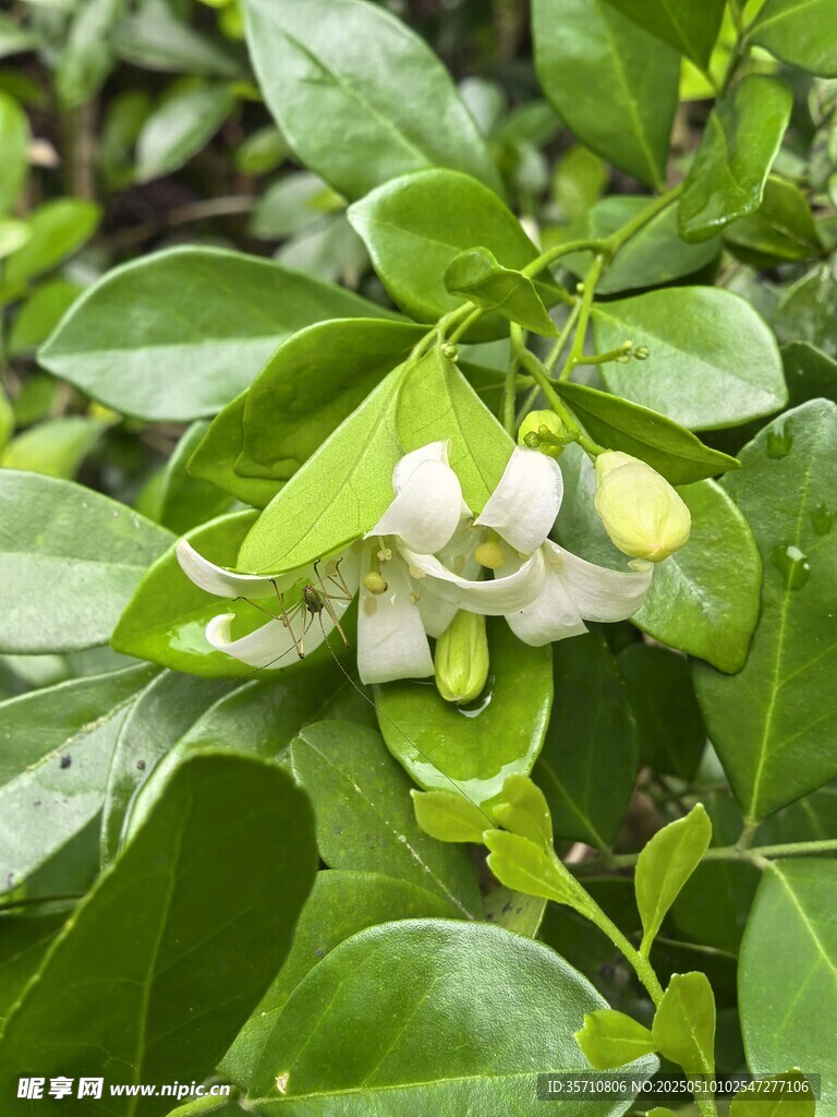 夜来香花朵绽放绿叶间