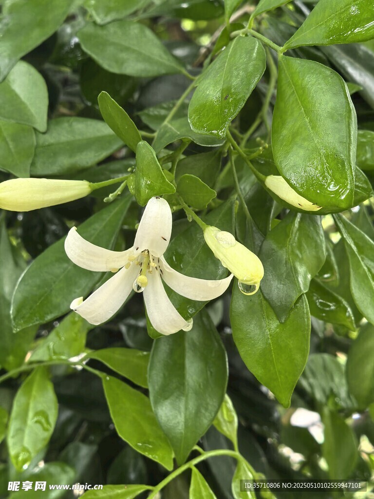 素雅白色花卉绽放绿叶间