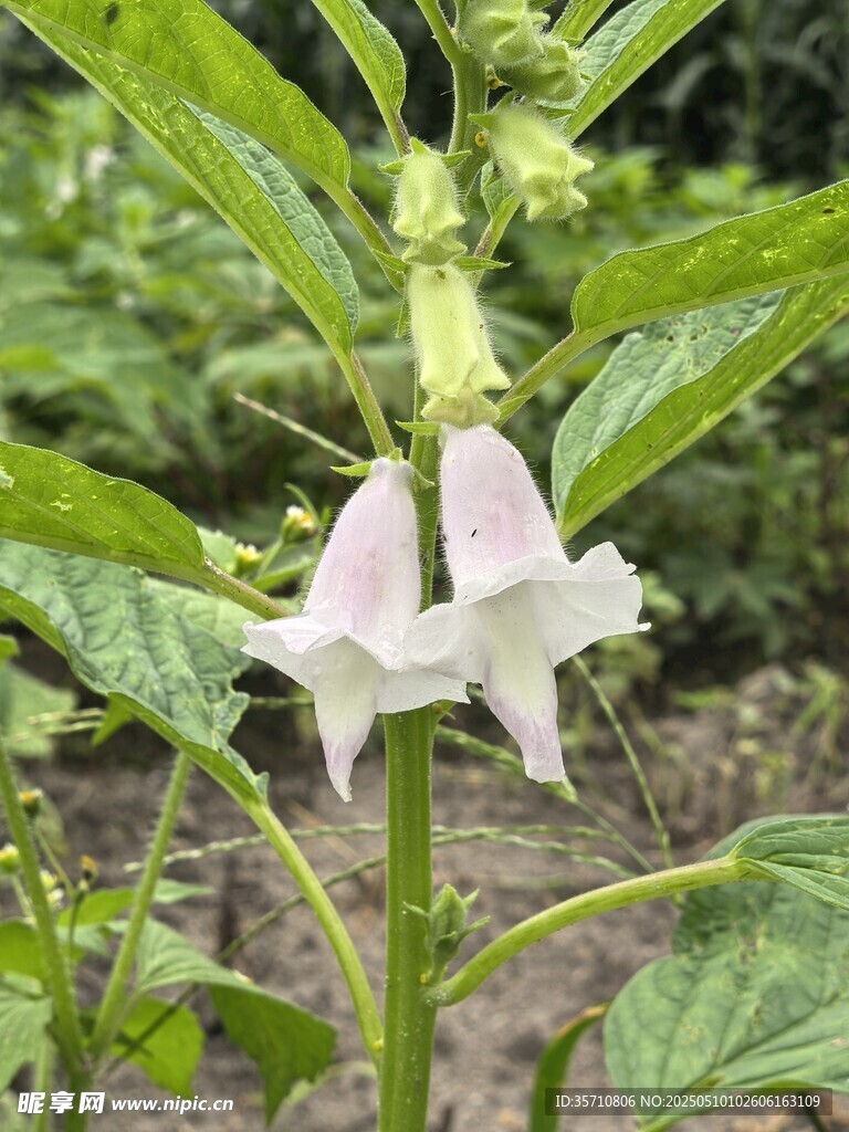 白色喇叭状花朵绽放