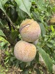 枝头成熟的饱满三华李