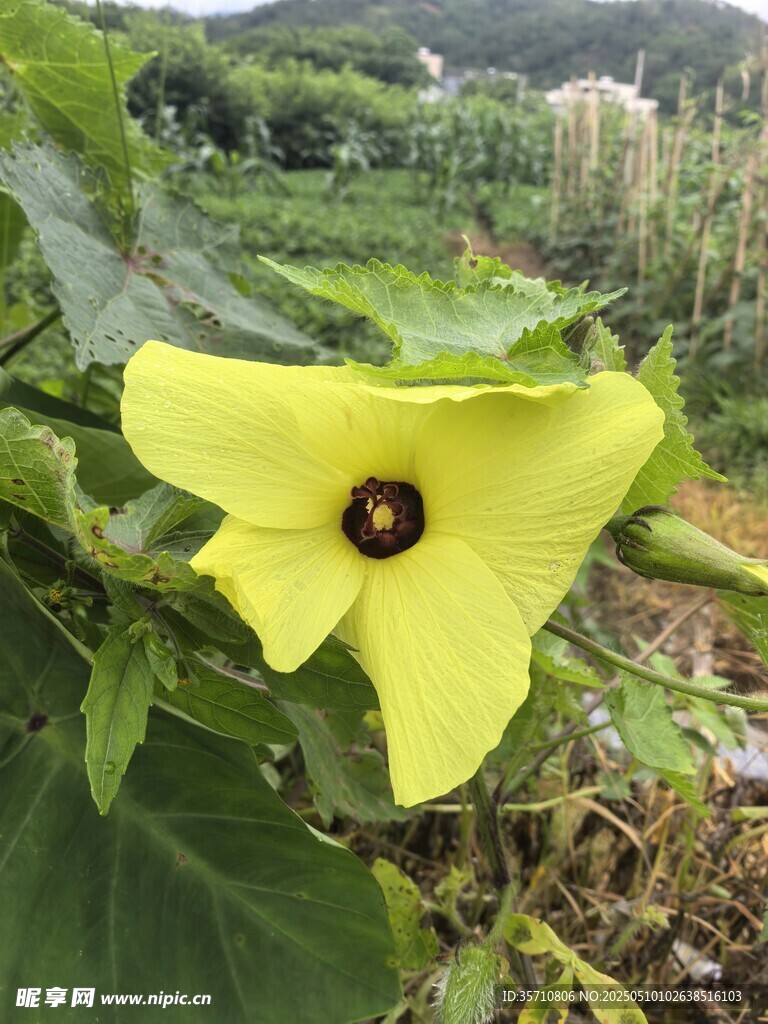 黄色单朵绽放的美丽花卉