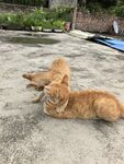 两只橘猫惬意躺地晒太阳