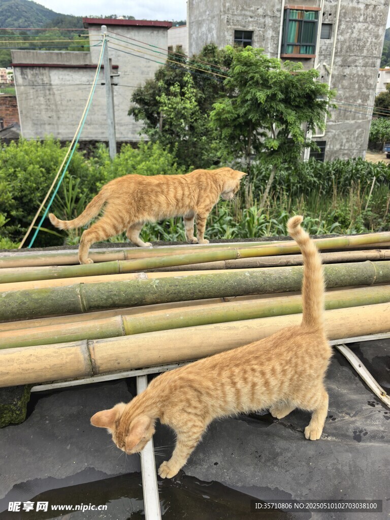 两只橘猫在竹排上玩耍
