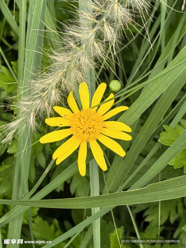 草丛中的黄色小花