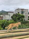 乡村中漫步的黄猫