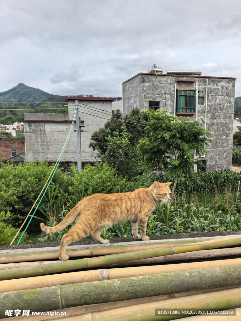 乡村中漫步的黄猫