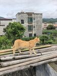 屋顶木杆上的黄猫