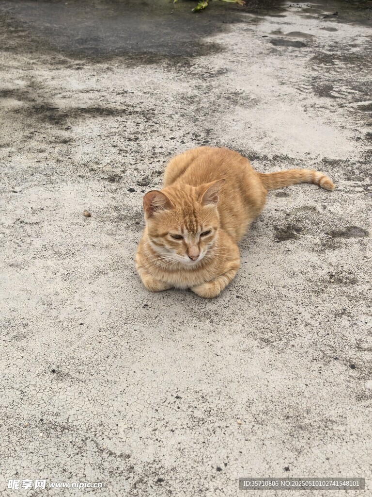 橘猫趴地休憩