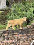 砖墙上行走的橘猫