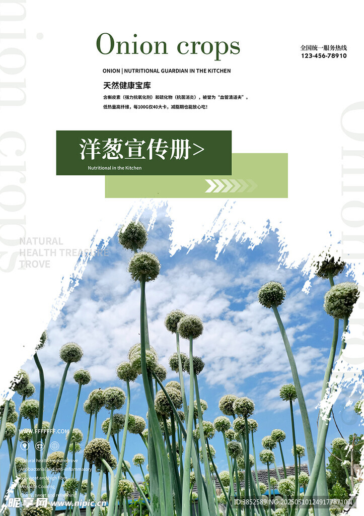  洋葱农业宣传册