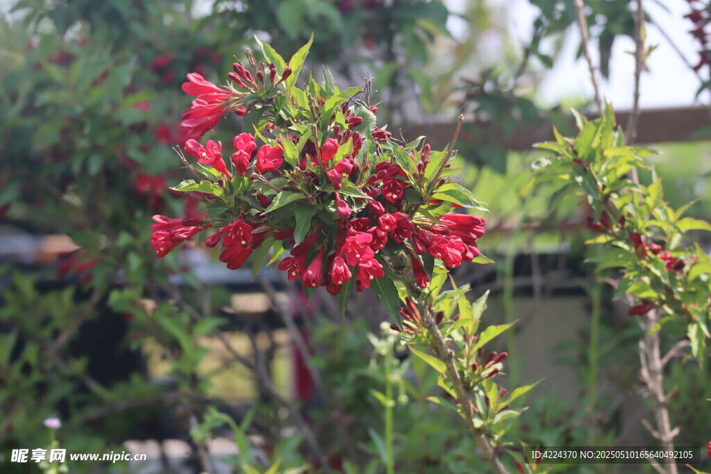 锦带花