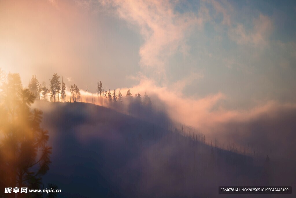 山间晨雾中的树木美景