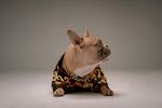 穿着花衣服的可爱法斗犬