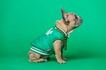穿绿衣的可爱法斗犬