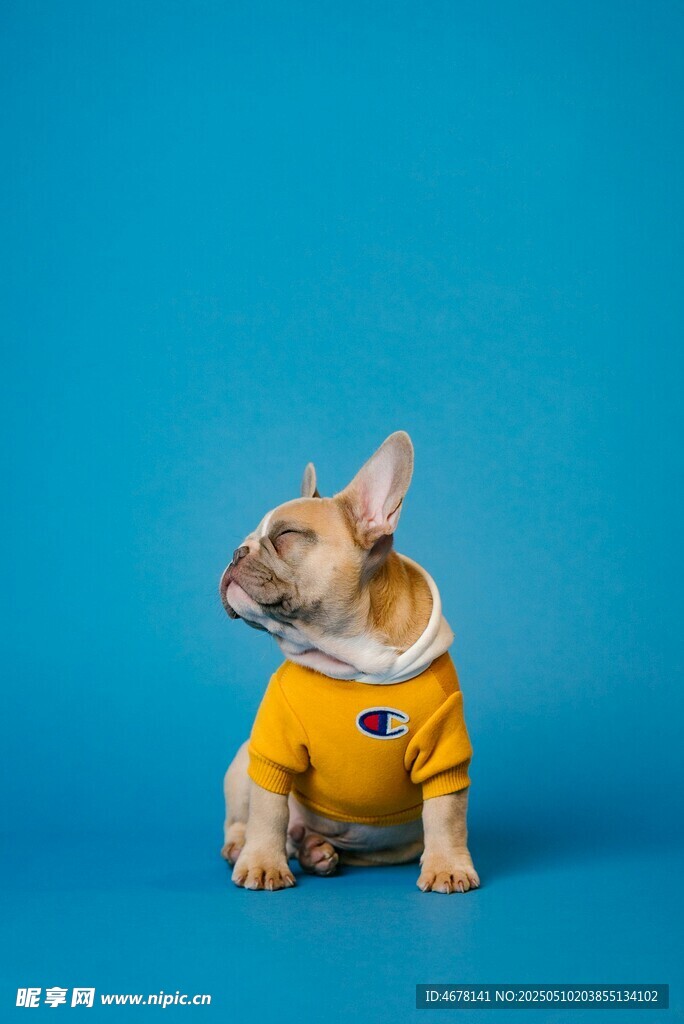 穿黄衣的可爱法斗犬