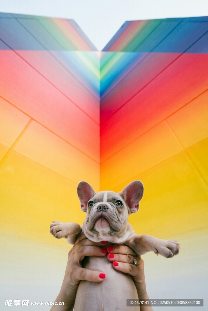彩虹下的可爱法斗犬