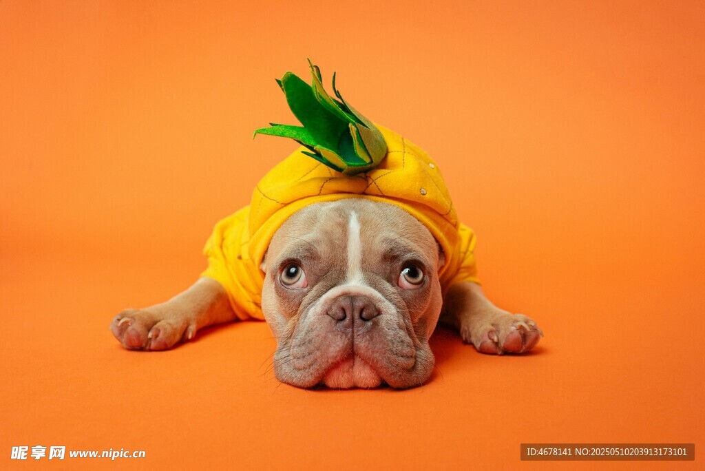 穿菠萝装的可爱法斗犬