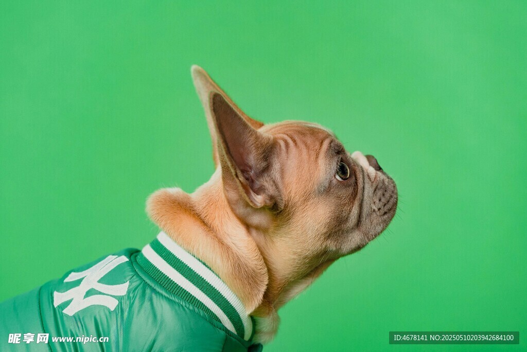 穿绿衣的可爱法国斗牛犬