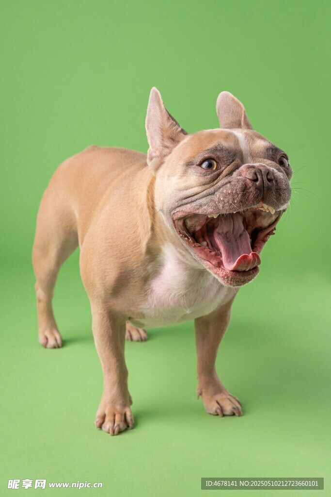 张嘴笑的可爱法斗犬