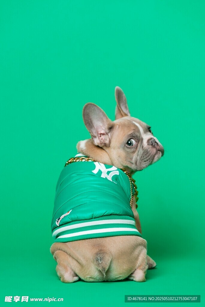 穿绿衣的可爱法斗犬