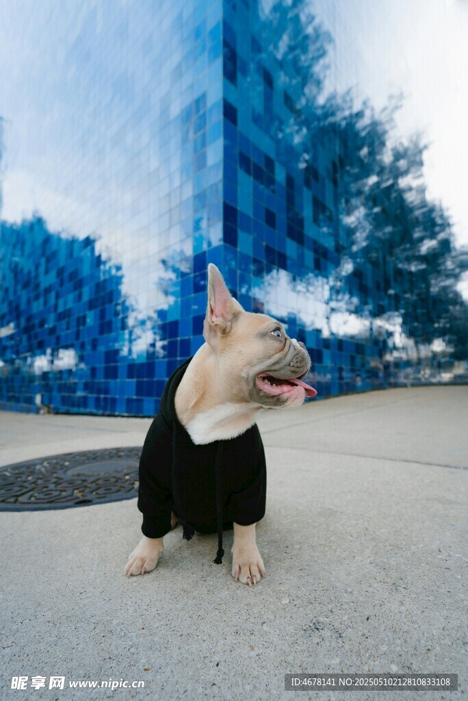穿着黑衣的可爱法斗犬