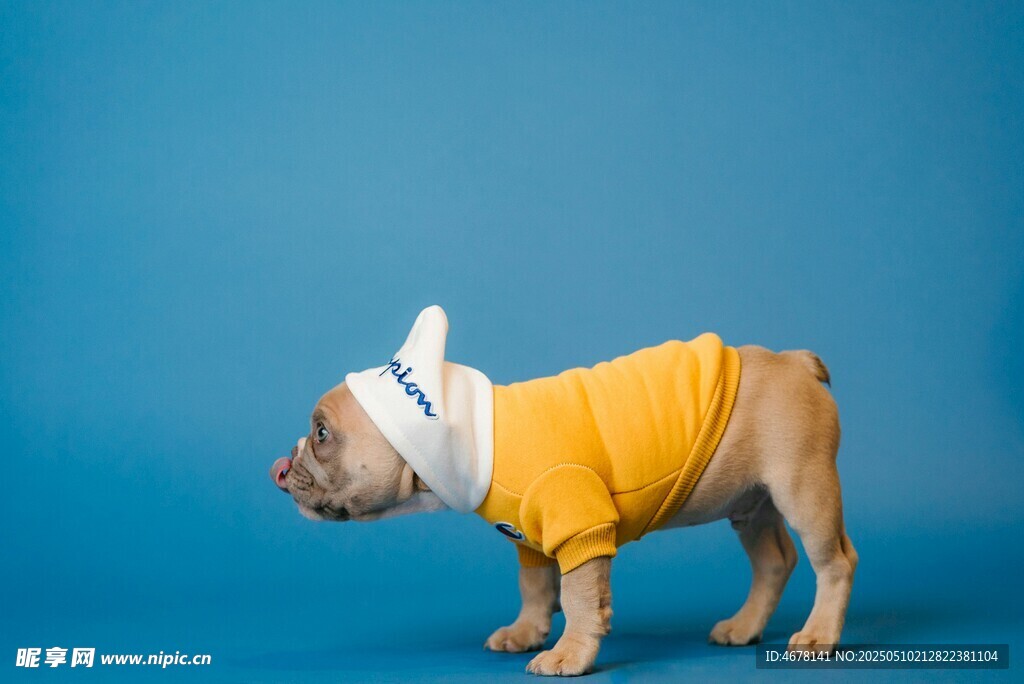 穿黄衣戴帽的可爱法斗犬