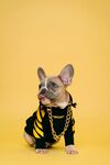 时尚法斗犬的个性穿搭