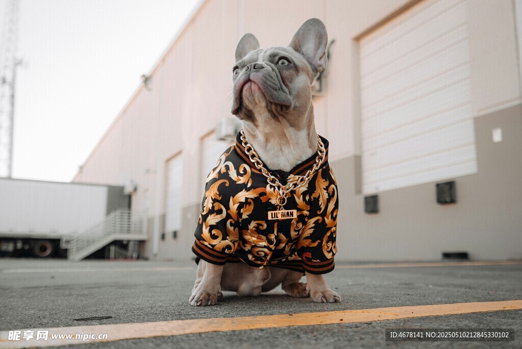 穿着花衣服的可爱法斗犬