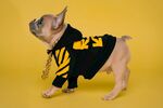 穿着运动服的可爱法斗犬
