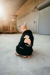 穿着衣服的狗狗萌态十足