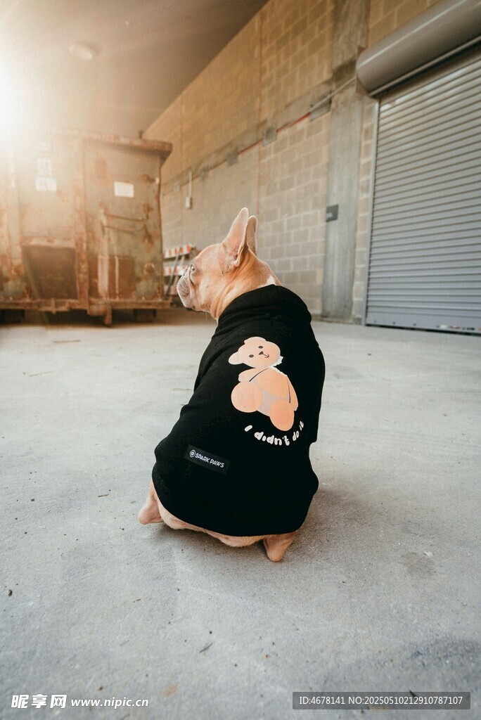 穿着衣服的狗狗萌态十足