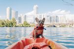 狗狗乘皮艇赏城市风光