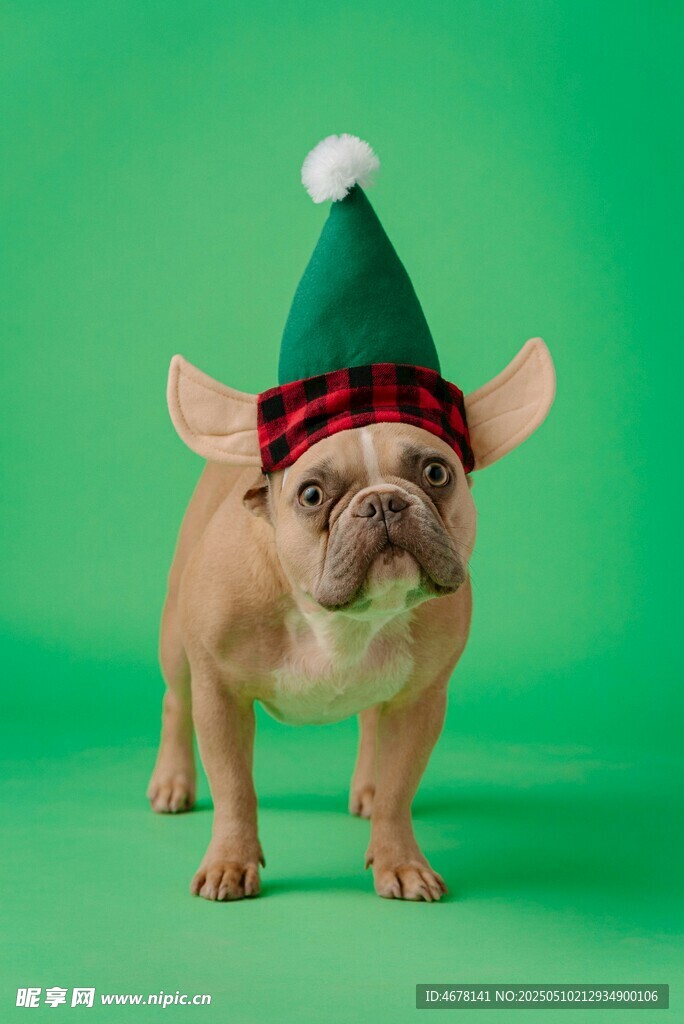 戴精灵帽的可爱法斗犬