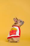 穿薯条图案衣服的法斗犬