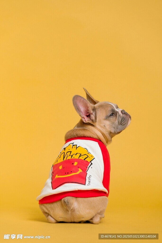 穿薯条图案衣服的法斗犬