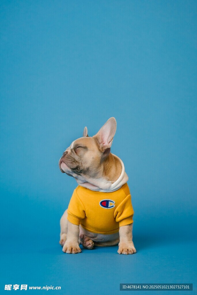 穿黄衣的可爱法斗犬