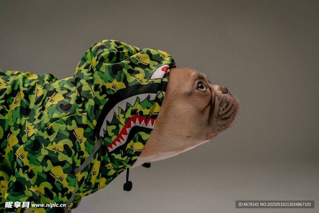 狗狗穿恐龙服仰头的可爱模样