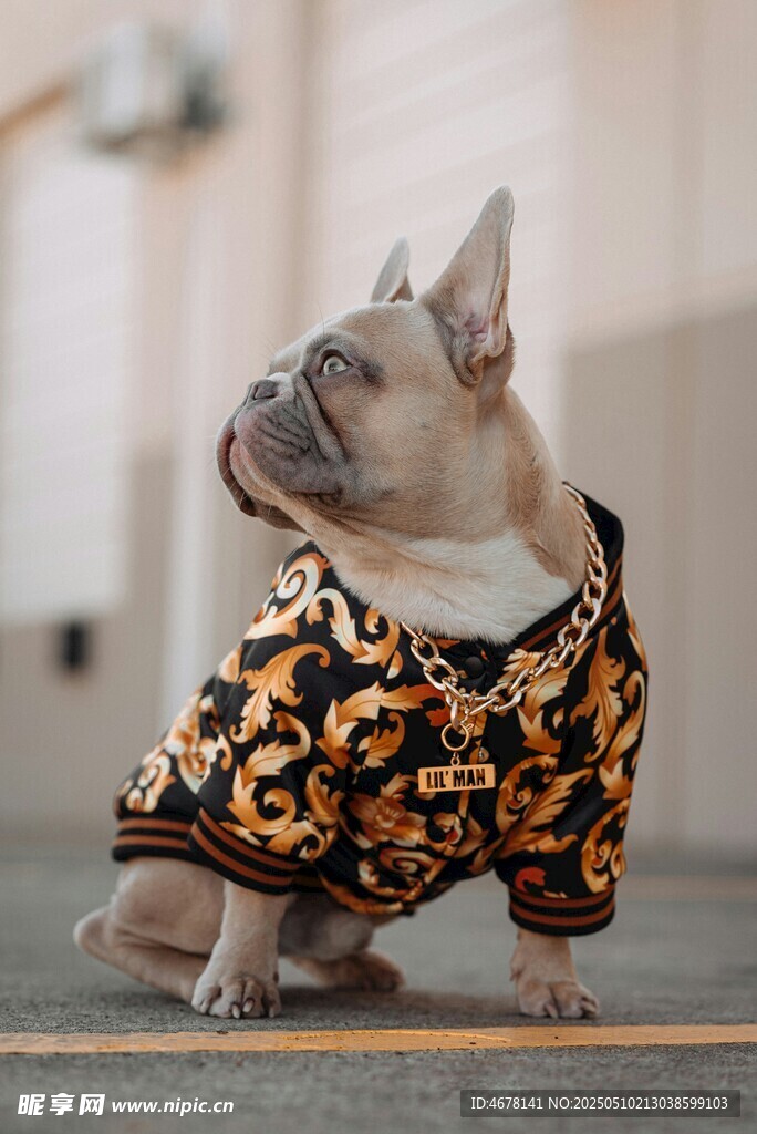 时尚法斗犬的个性穿搭