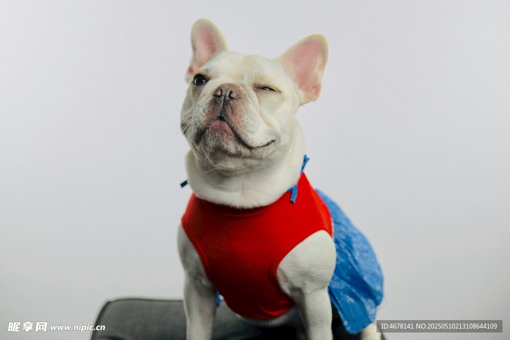 穿红蓝衣服的可爱法斗犬