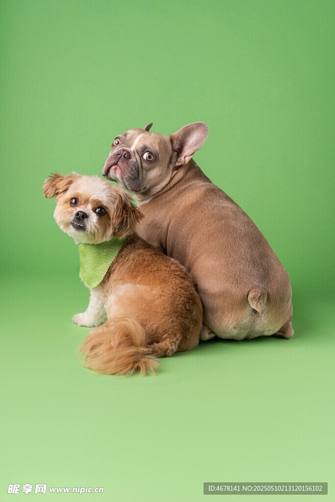 依偎的两只可爱小萌犬