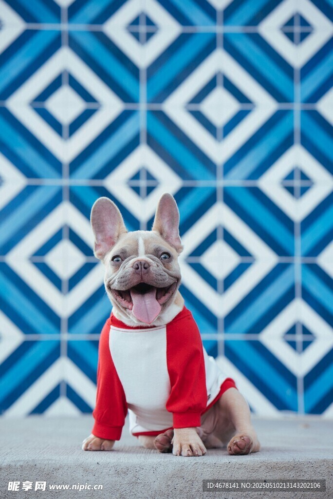 穿红衣的可爱法斗犬