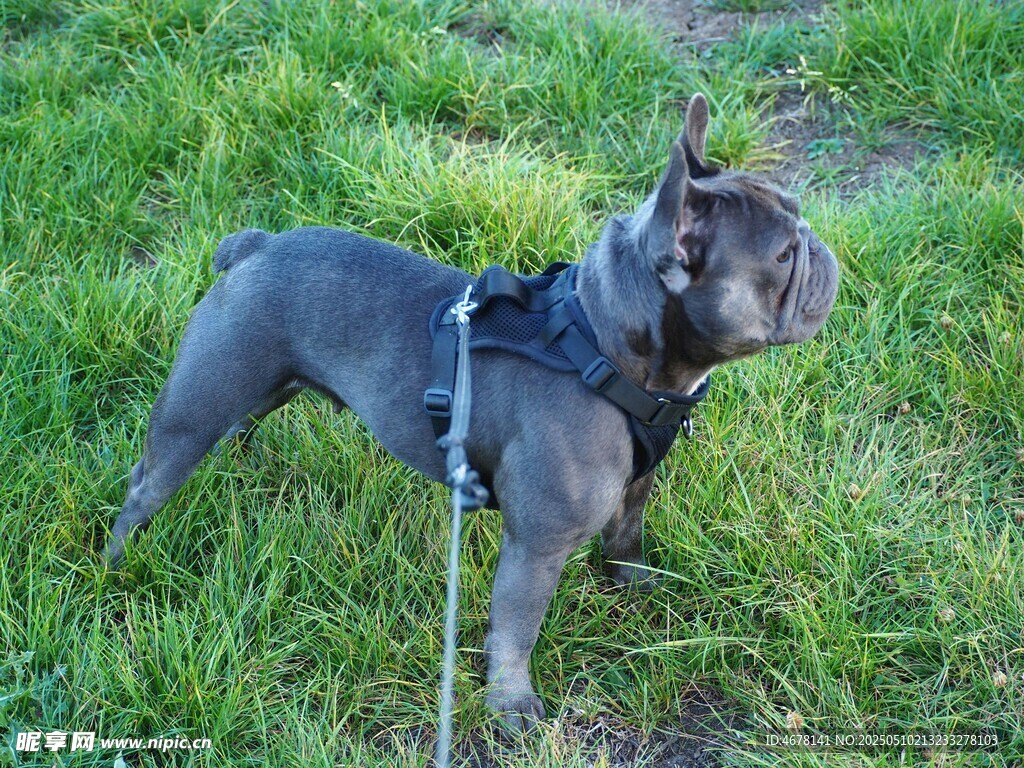 草地上的帅气灰色斗牛犬