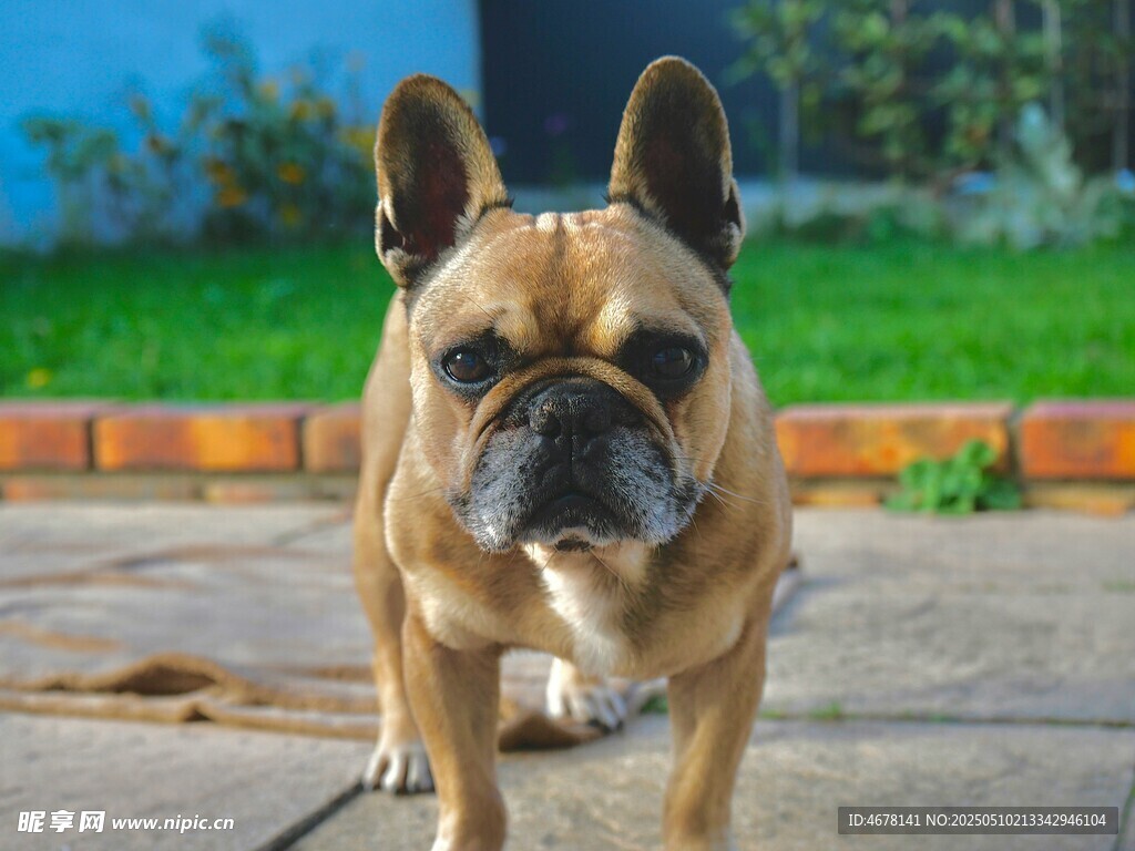 可爱法国斗牛犬户外行走