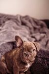 可爱法斗犬安静趴卧
